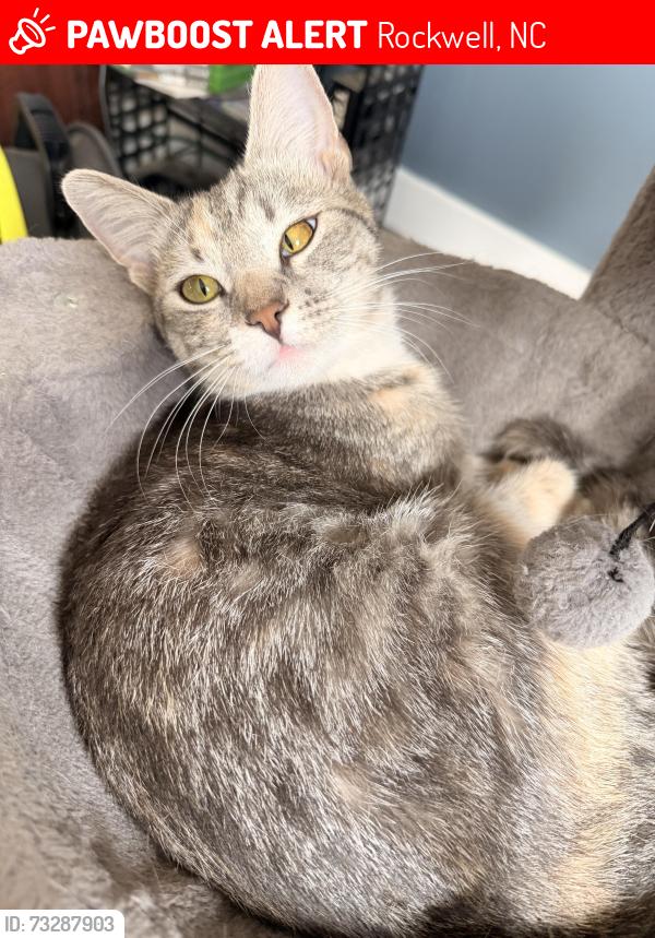 Lost Female Cat last seen She was at the house last seen, Rockwell, NC 28138