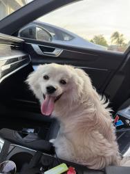 Found/Stray Male Dog last seen Near Chianti way, Oakley, CA 94561