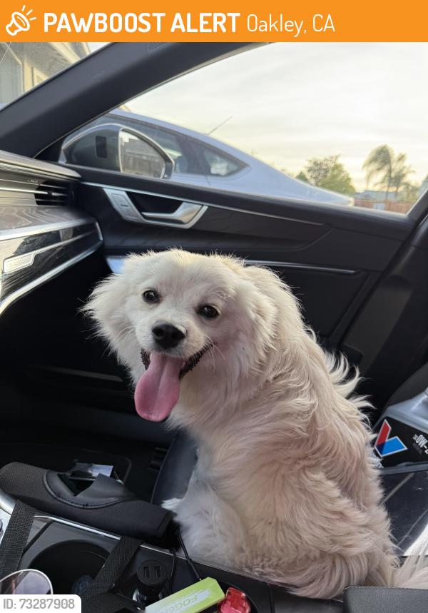 Found/Stray Male Dog last seen Near Chianti way, Oakley, CA 94561