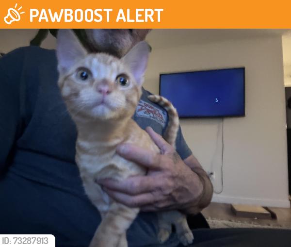 Found/Stray Male Cat last seen Bolsa Chica and Hail, Huntington Beach, CA 92649