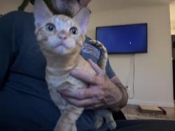 Found/Stray Male Cat last seen Bolsa Chica and Hail, Huntington Beach, CA 92649