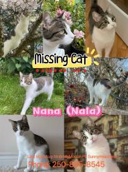 Lost Female Cat last seen Mcmorran way, Cordova Bay, BC V8Y 3E9