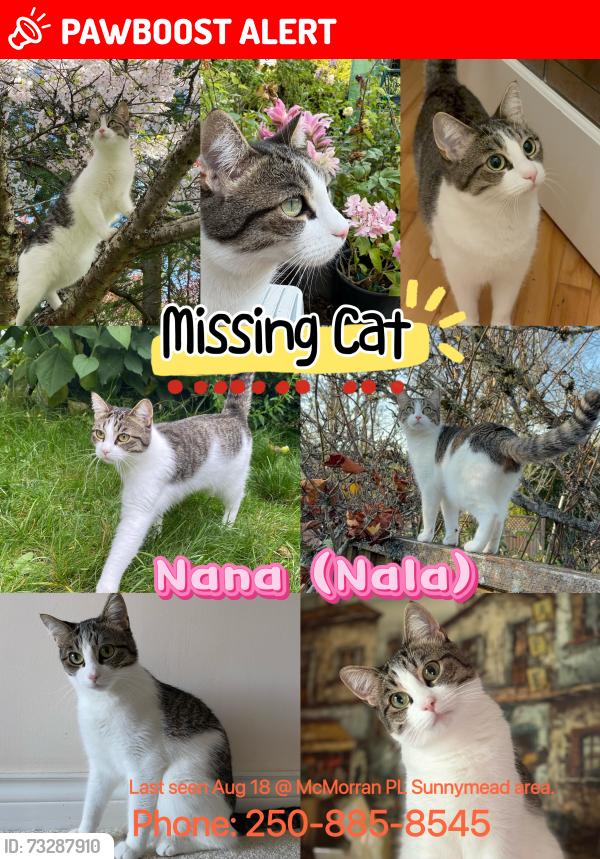 Lost Female Cat last seen Mcmorran way, Cordova Bay, BC V8Y 3E9