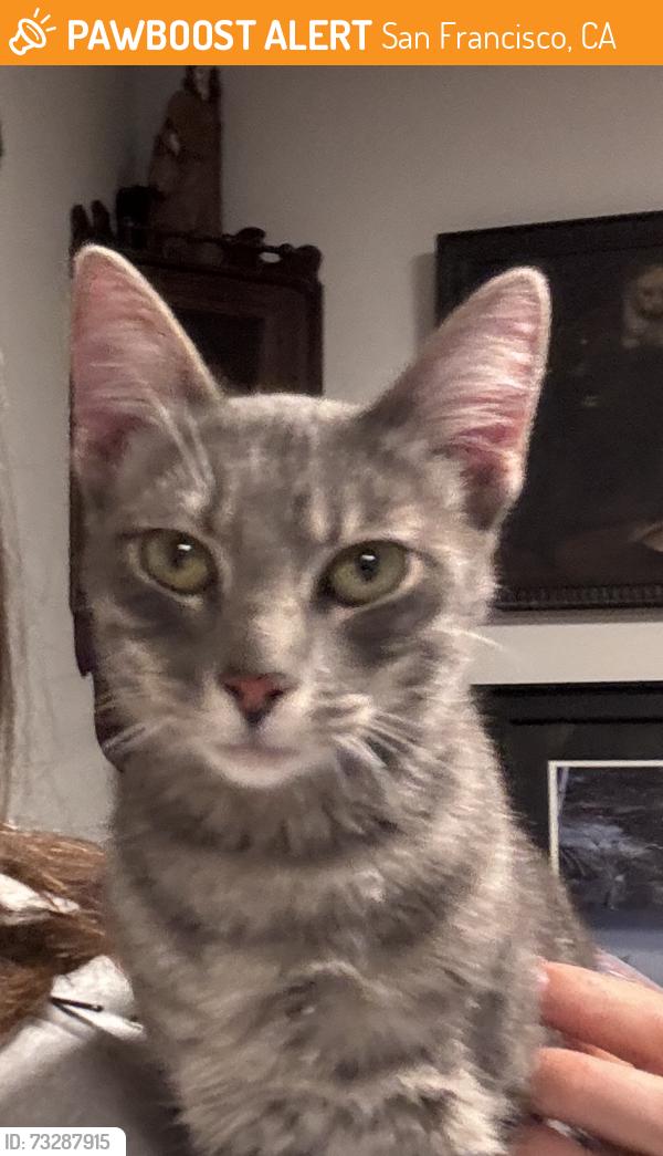 Found/Stray Female Cat last seen Powell St & Greenwich St., San Francisco, CA 94133