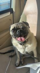 Reunited Male Dog last seen N Shary Rd & Mile 5, Mission, TX 78573