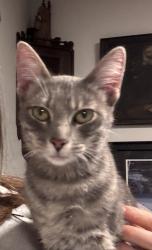 Found/Stray Female Cat last seen Powell St & Greenwich St., San Francisco, CA 94133