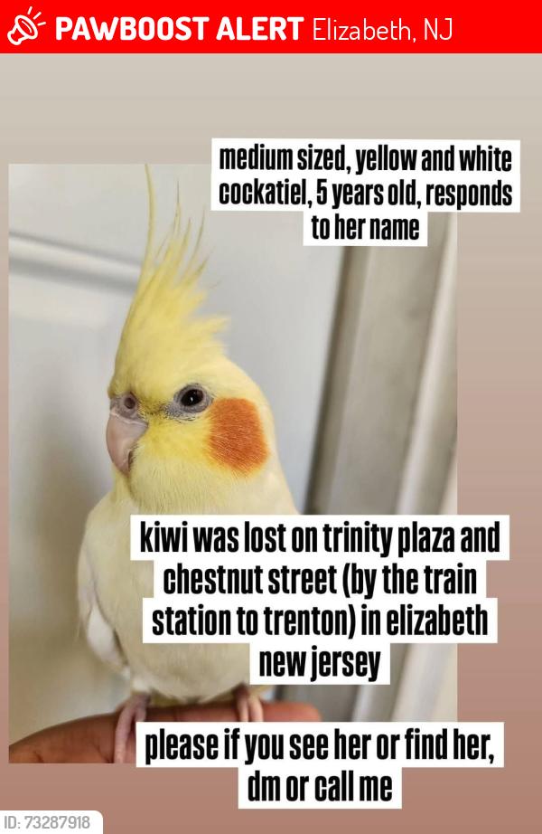 Lost Female Bird last seen Chesnut St Elizabeth NJ, Elizabeth, NJ 07207