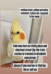 Lost Female Bird last seen Chesnut St Elizabeth NJ, Elizabeth, NJ 07207