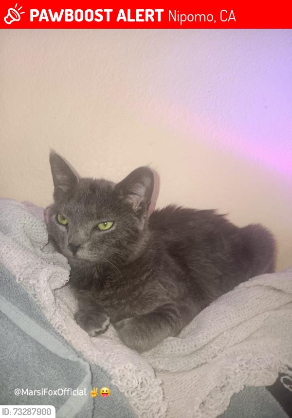 Lost Female Cat last seen Pomeroy Road & Nine Oaks Lane, Nipomo, CA 93444