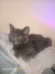 Lost Female Cat last seen Pomeroy Road & Nine Oaks Lane, Nipomo, CA 93444