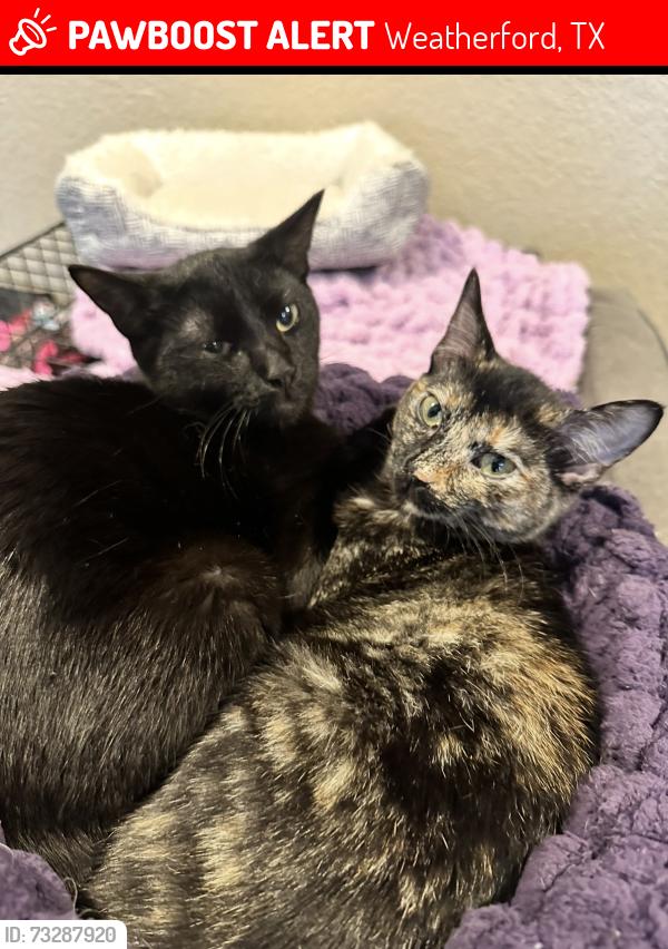 Lost Female Cat last seen Tin too, Weatherford, TX 76087