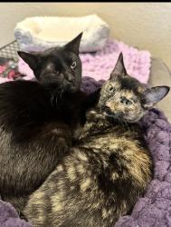 Lost Female Cat last seen Tin too, Weatherford, TX 76087