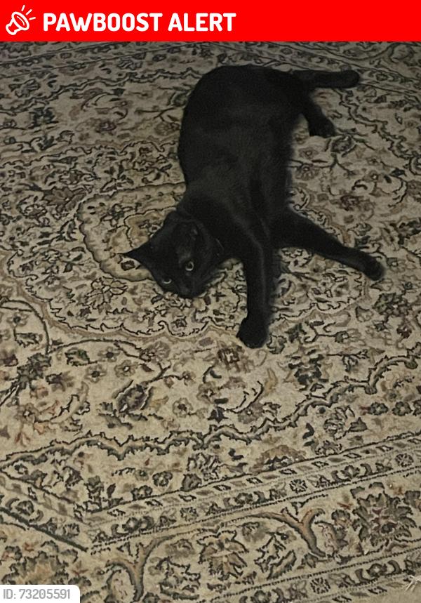 Lost Female Cat last seen Silver circle and walton, Waterford Township, MI 48328