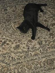 Lost Female Cat last seen Silver circle and walton, Waterford Township, MI 48328
