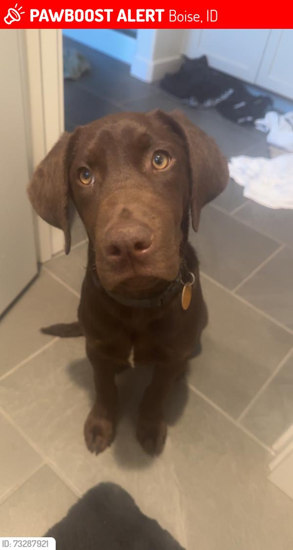Lost Male Dog last seen Near W Itasco Dr, Boise, ID 83709