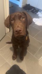 Lost Male Dog last seen Near W Itasco Dr, Boise, ID 83709