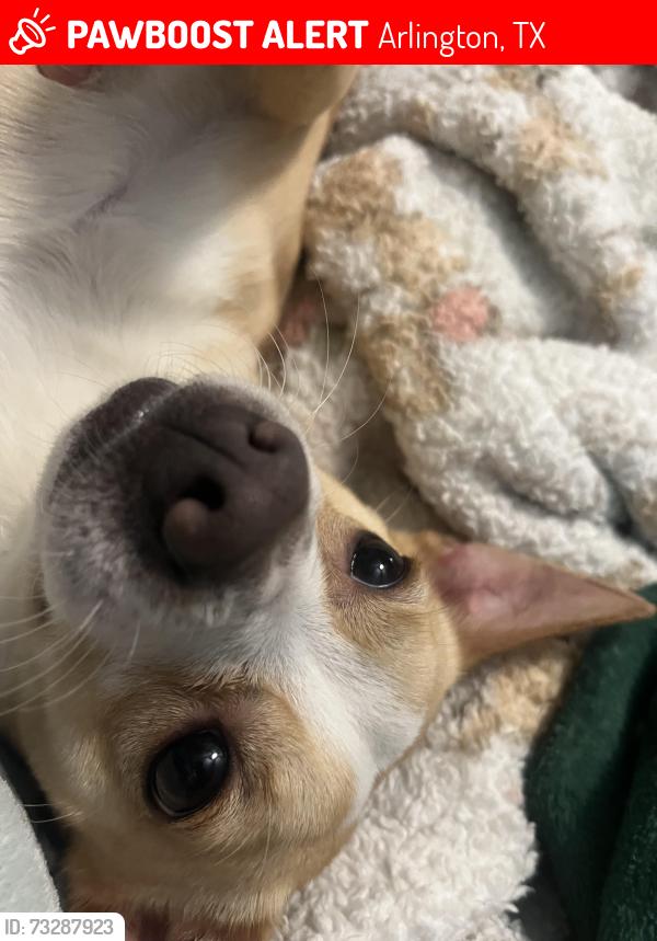 Lost Male Dog last seen Abraham st and Collins st., Arlington, TX 76010