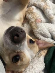 Lost Male Dog last seen Abraham st and Collins st., Arlington, TX 76010