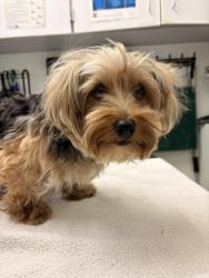 Shelter Stray Female Dog last seen 23rd Ave and E Union St, Seattle, WA, 2061 15th Ave W, Seattle, WA 98119, USA