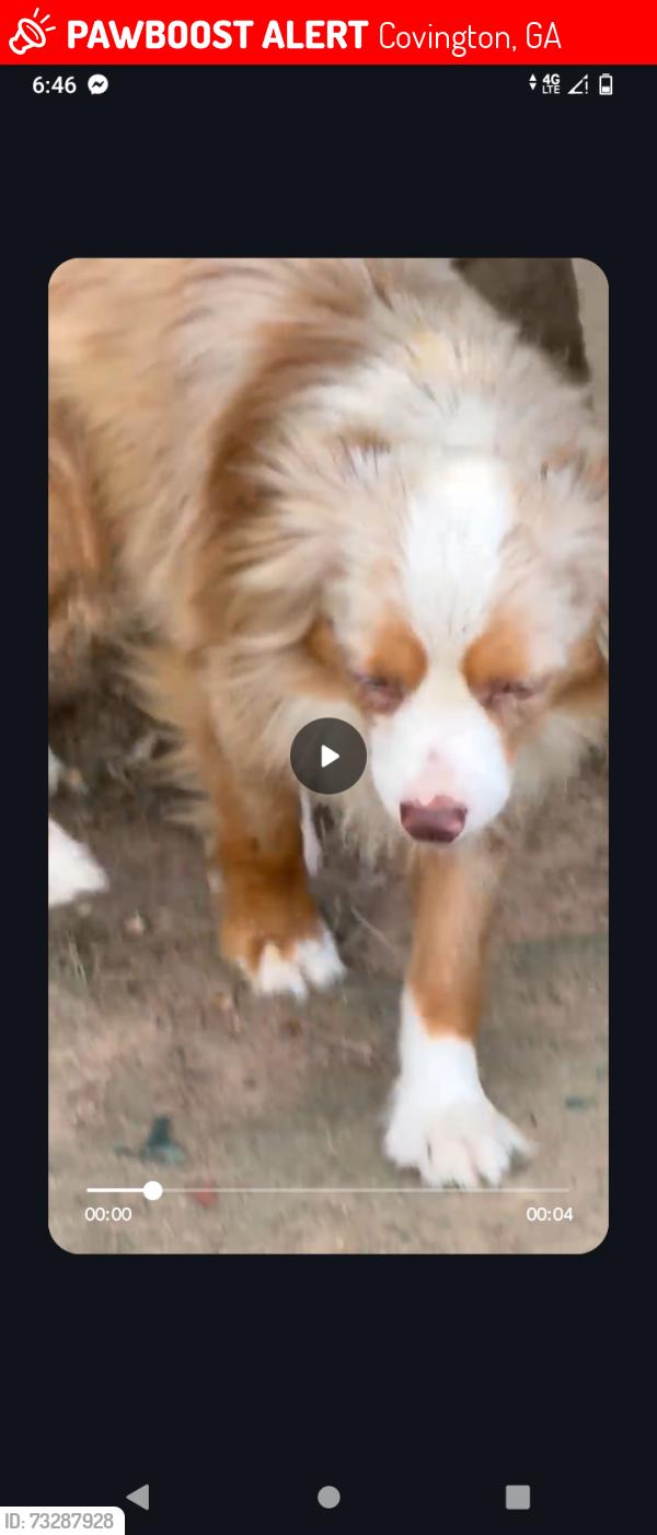Lost Male Dog last seen Alcovy Terrace Rd, Covington, GA 30014