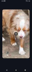 Lost Male Dog last seen Alcovy Terrace Rd, Covington, GA 30014