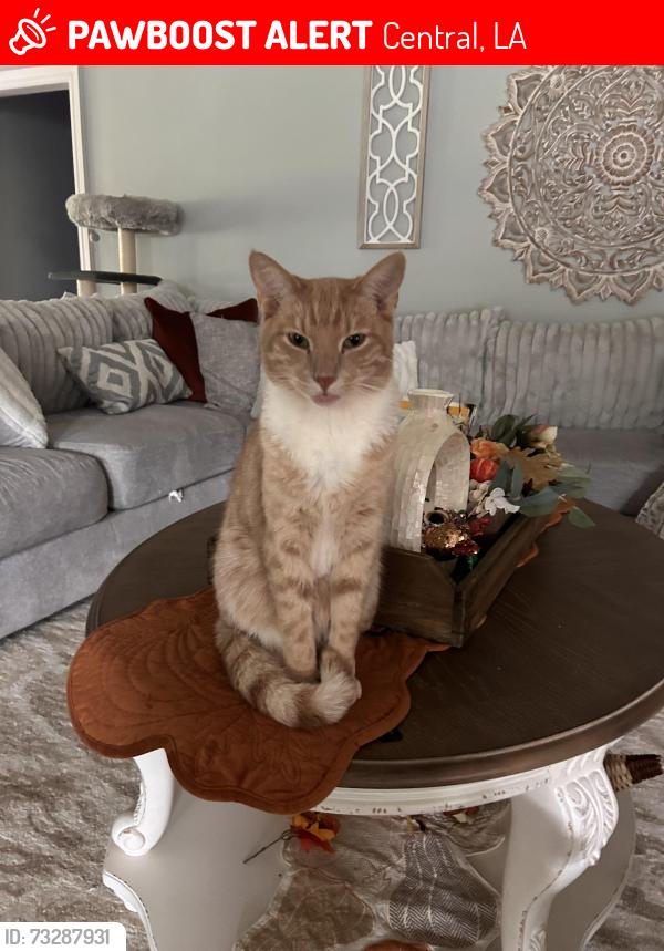 Lost Female Cat last seen Morgan, Central, LA 70739