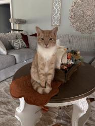 Lost Female Cat last seen Morgan, Central, LA 70739