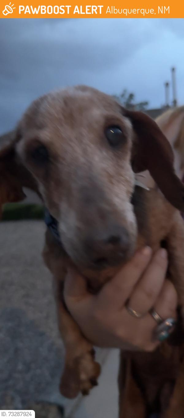 Found/Stray Unknown Dog last seen Vista grande, Albuquerque, NM 87120