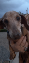 Found/Stray Unknown Dog last seen Vista grande, Albuquerque, NM 87120