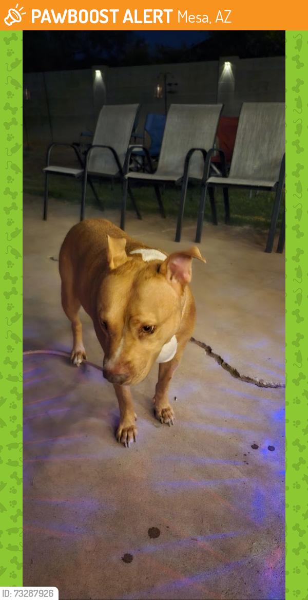 Found/Stray Female Dog last seen Stapley & Broadway, Mesa, AZ 85204