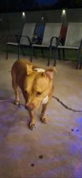 Found/Stray Female Dog last seen Stapley & Broadway, Mesa, AZ 85204