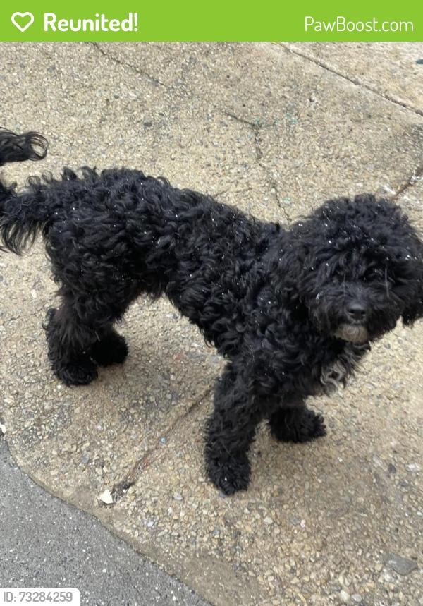 Reunited Male Dog last seen Wharton street, Philadelphia, PA 19146