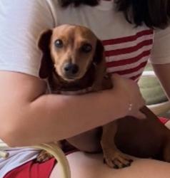 Reunited Female Dog last seen Yucca and 11th St, McAllen, TX 78504