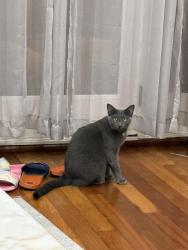 Lost Female Cat last seen Irving park and Ottawa, Chicago, IL 60634