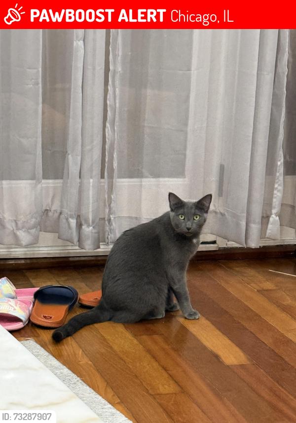 Lost Female Cat last seen Irving park and Ottawa, Chicago, IL 60634