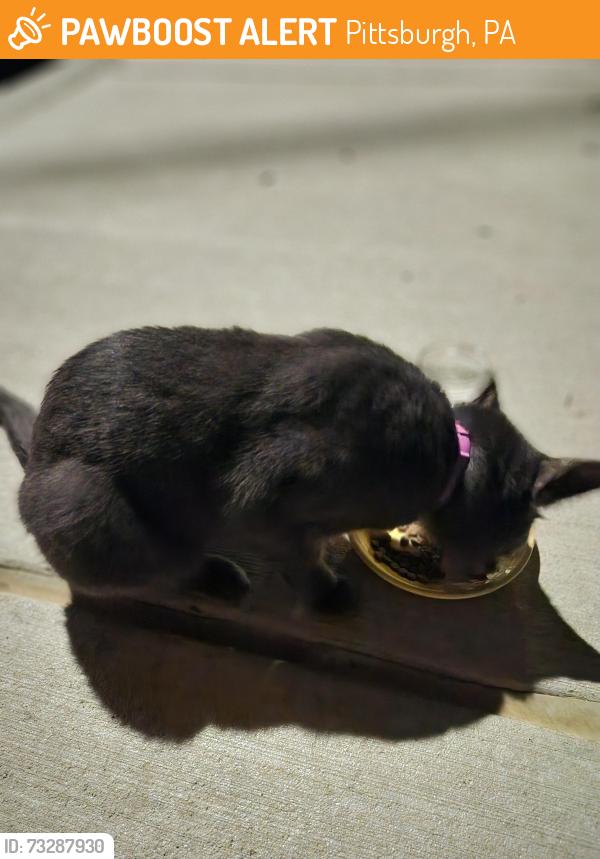 Found/Stray Unknown Cat last seen Key avenue and glenmore avenue, Pittsburgh, PA 15216