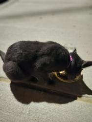 Found/Stray Unknown Cat last seen Key avenue and glenmore avenue, Pittsburgh, PA 15216