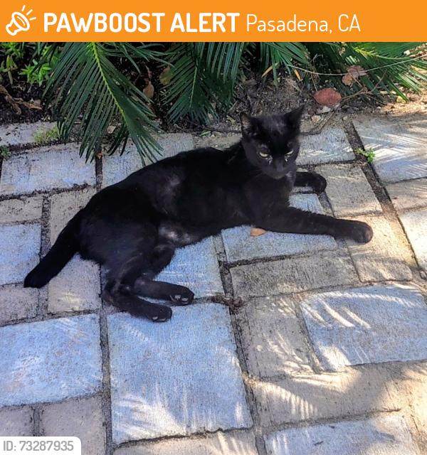 Found/Stray Female Cat last seen Highland and Flower, Pasadena, CA 91104
