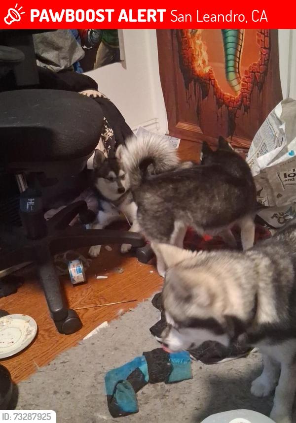 Lost Male Dog last seen Gramercy, San Leandro, CA 94578