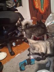 Lost Male Dog last seen Gramercy, San Leandro, CA 94578