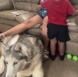 Reunited Female Dog last seen Near Laguna Quail Way, Elk Grove, CA 95758, USA, Elk Grove, CA 95758