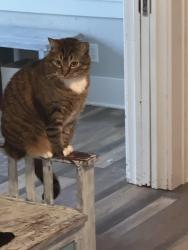 Lost Male Cat last seen Keywash trail Washington Iowa by 400 block of west 3rd street, Washington, IA 52353