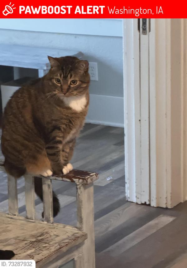 Lost Male Cat last seen Keywash trail Washington Iowa by 400 block of west 3rd street, Washington, IA 52353