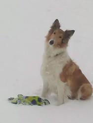 Lost Female Dog last seen Sun prairie business park, Sun Prairie, WI 53590