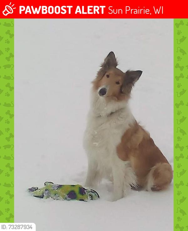 Lost Female Dog last seen Sun prairie business park, Sun Prairie, WI 53590