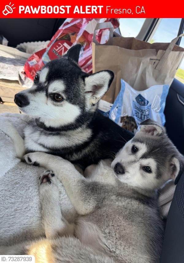 Lost Male Dog last seen Barstow and First near Fashion Fair, Fresno, CA 93710