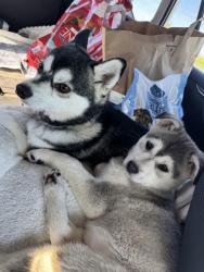 Lost Male Dog last seen Barstow and First near Fashion Fair, Fresno, CA 93710