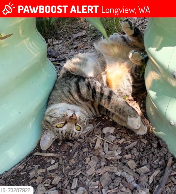 Lost Female Cat last seen 18th and Arkansas, Longview, WA 98632
