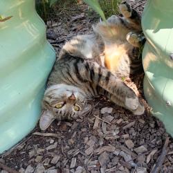 Lost Female Cat last seen 18th and Arkansas, Longview, WA 98632