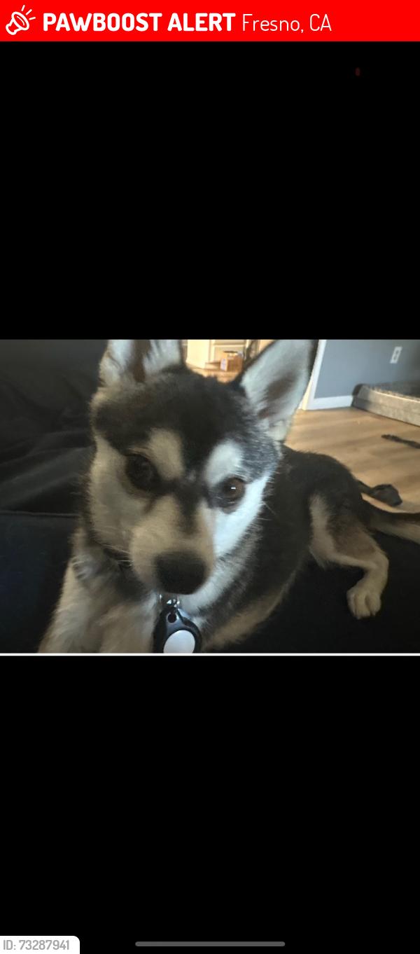 Lost Male Dog last seen E San Ramon and N Angus Fresno CA, Fresno, CA 93710